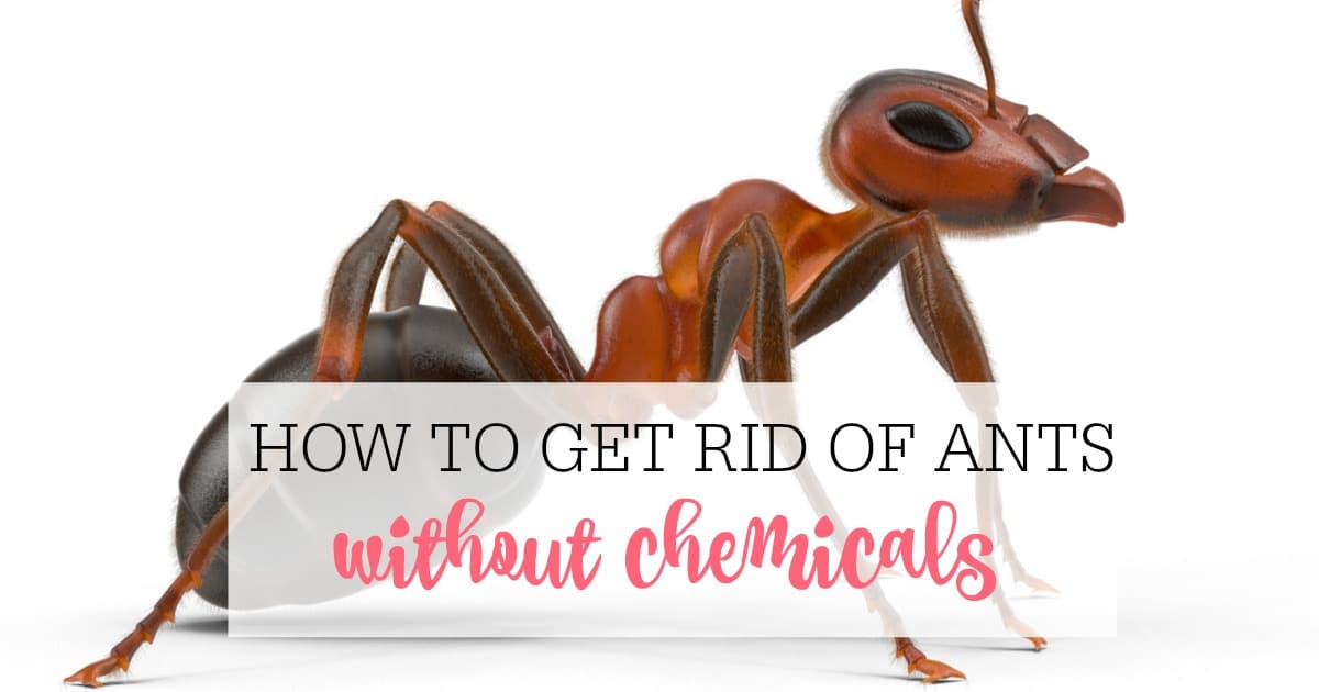 Ways To Get Rid Of Ants Naturally Frugally Blonde