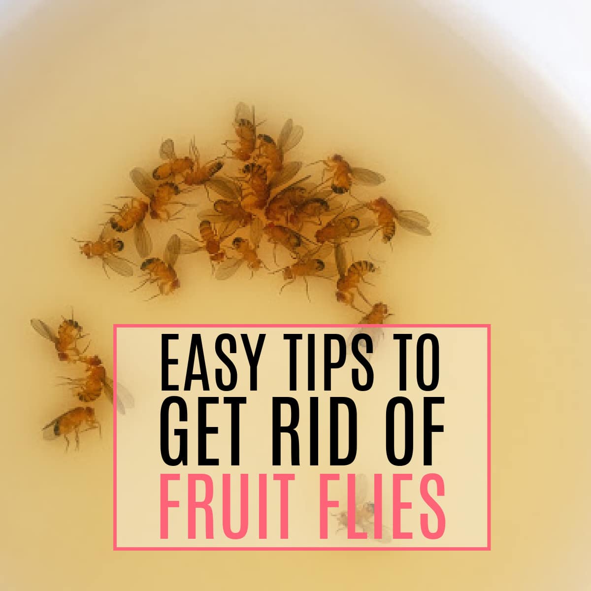 How to Get Rid of Fruit Flies: 5 Tips to Kill & Prevent Fruit Flies