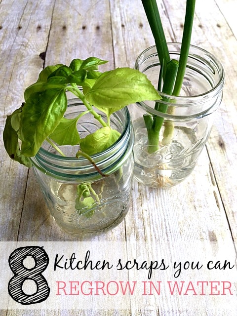 kitchen scraps you can regrow in water