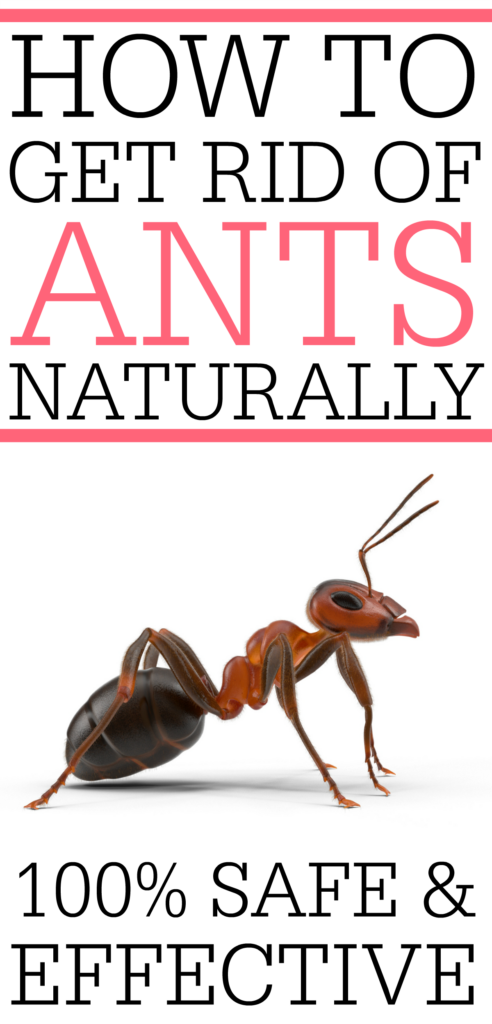 get rid of ants naturally