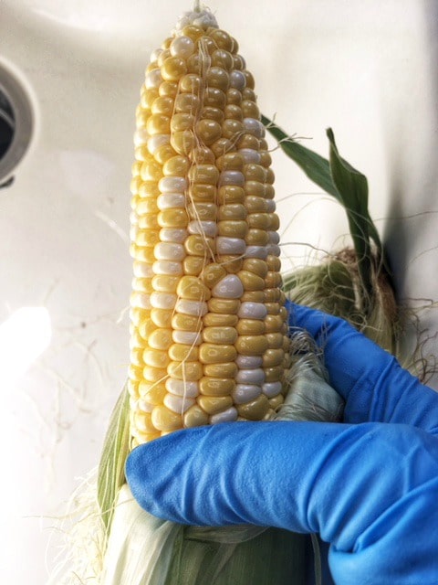 best way to remover corn silk