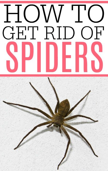 get rid of spiders