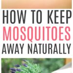 keep mosquitoes away 