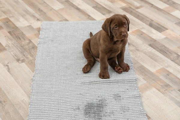 dog pee on carpet