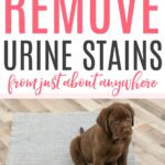 how to remove urine stains from anywhere