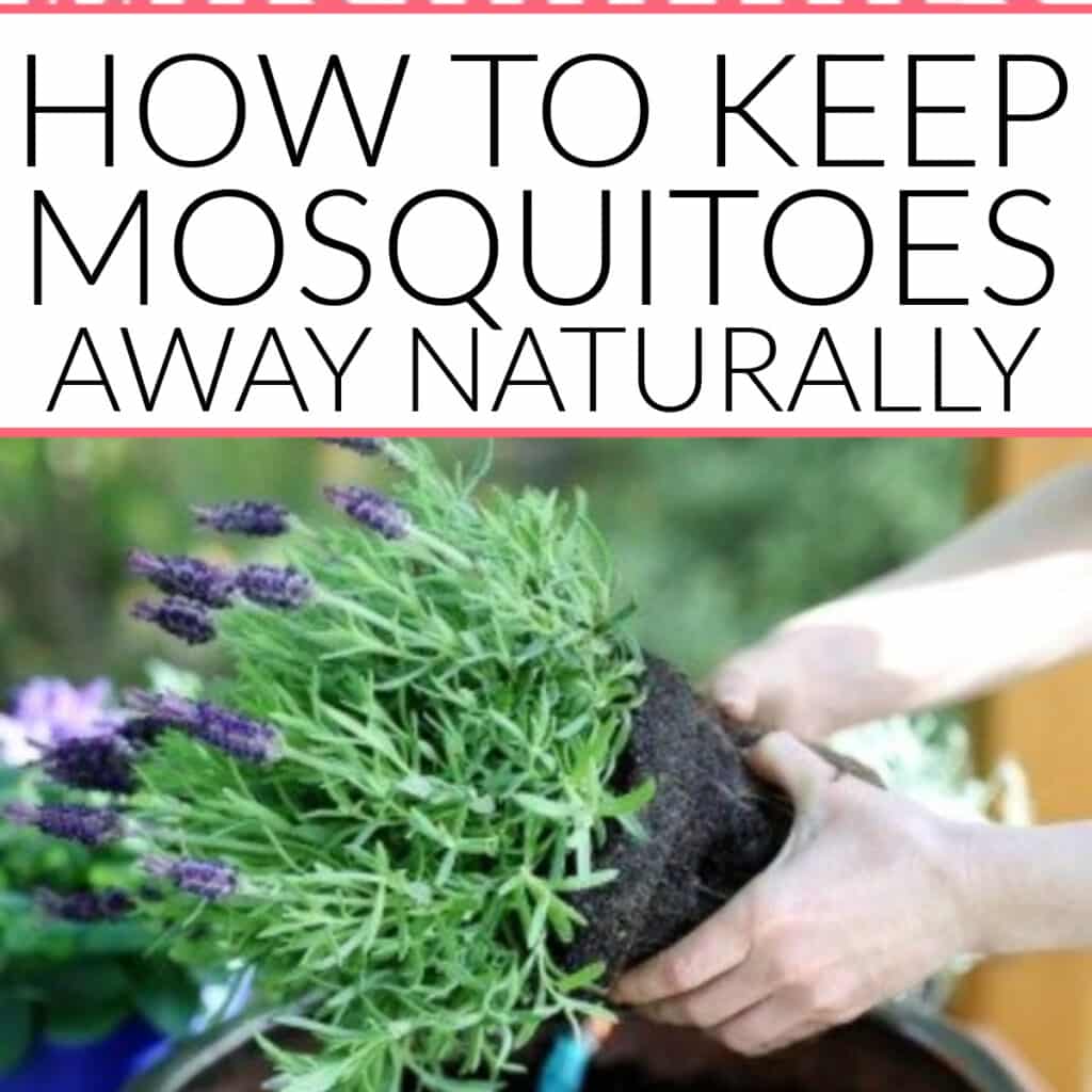 how to keep mosquitoes away