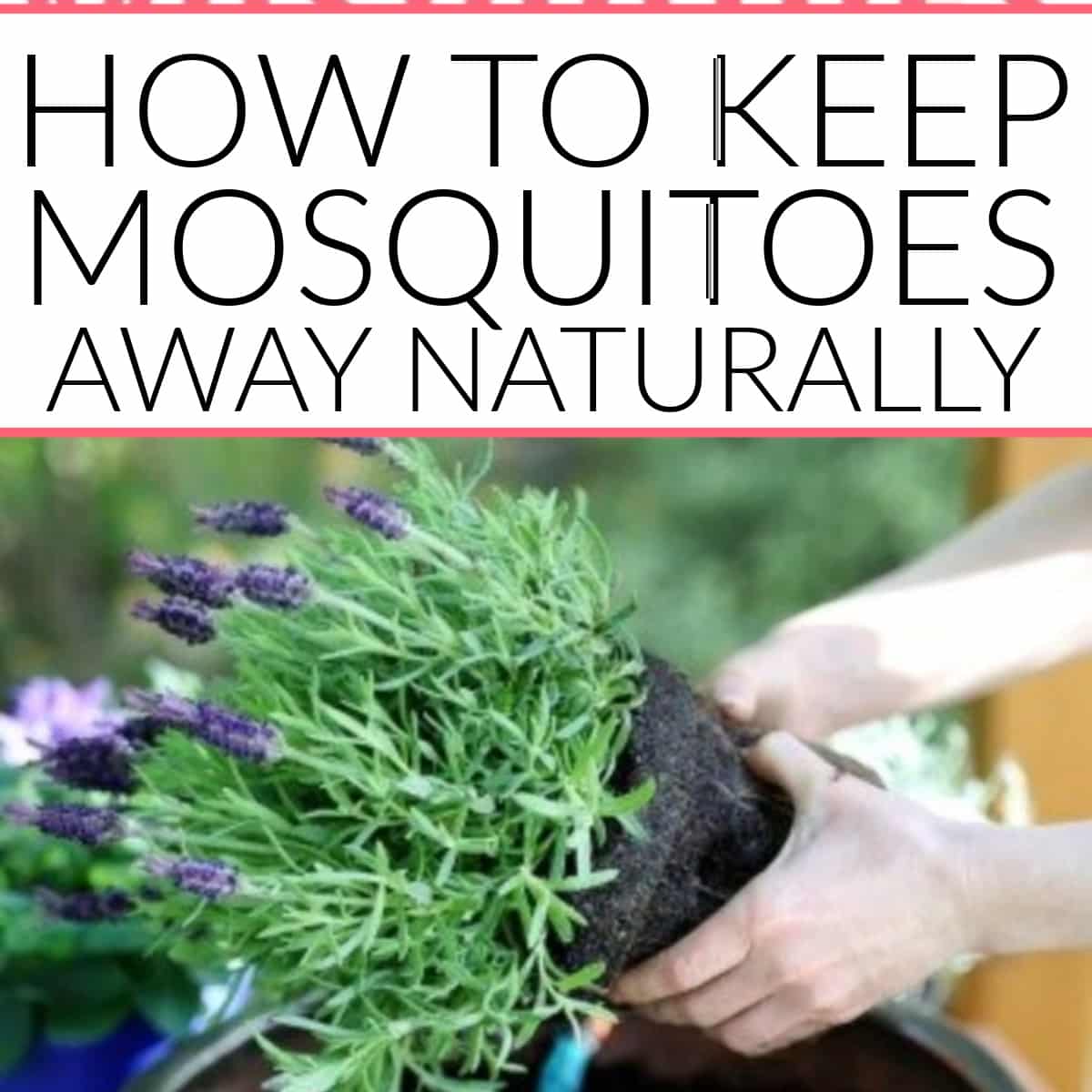 How To Keep Mosquitoes Away Naturally Frugally Blonde 0087