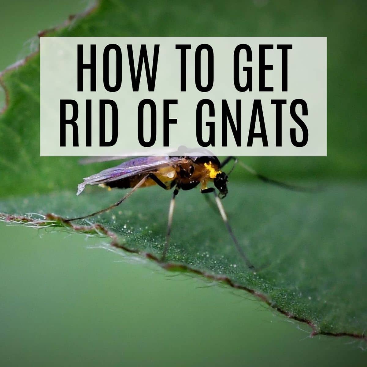 How To Get Rid Of Gnats Fast - Frugally Blonde