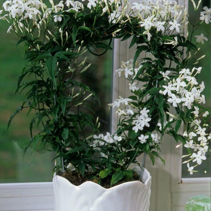 jasmine plant sitting on a window sill.